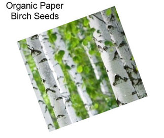 Organic Paper Birch Seeds