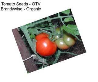 Tomato Seeds - OTV Brandywine - Organic