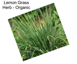 Lemon Grass Herb - Organic