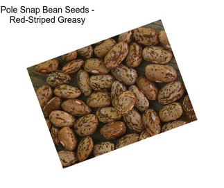 Pole Snap Bean Seeds - Red-Striped Greasy