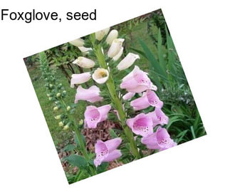 Foxglove, seed