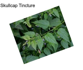 Skullcap Tincture