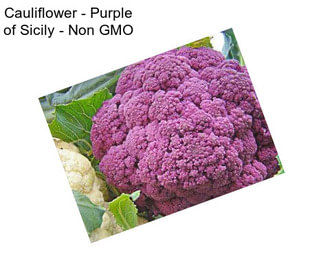 Cauliflower - Purple of Sicily - Non GMO