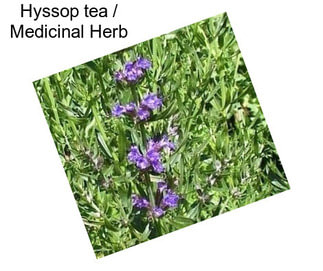 Hyssop tea / Medicinal Herb