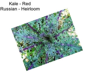 Kale - Red Russian - Heirloom
