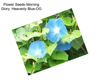 Flower Seeds-Morning Glory, Heavenly Blue-OG