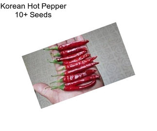 Korean Hot Pepper 10+ Seeds