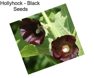 Hollyhock - Black  Seeds