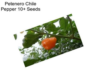 Petenero Chile Pepper 10+ Seeds