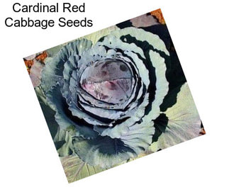 Cardinal Red Cabbage Seeds