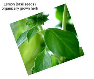 Lemon Basil seeds / organically grown herb