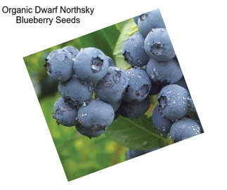 Organic Dwarf Northsky Blueberry Seeds