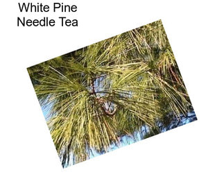 White Pine Needle Tea