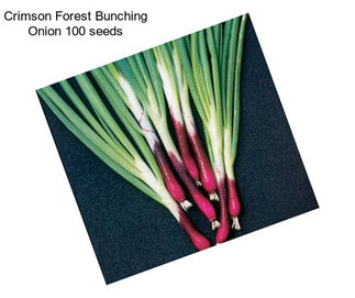 Crimson Forest Bunching Onion 100 seeds