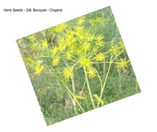 Herb Seeds - Dill, Bouquet - Organic
