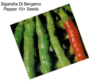 Sigaretta Di Bergamo Pepper 10+ Seeds