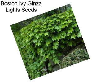 Boston Ivy Ginza Lights Seeds
