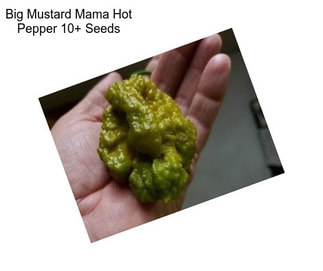 Big Mustard Mama Hot Pepper 10+ Seeds