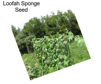 Loofah Sponge Seed