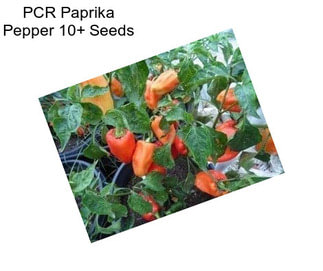 PCR Paprika Pepper 10+ Seeds