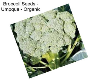 Broccoli Seeds - Umpqua - Organic