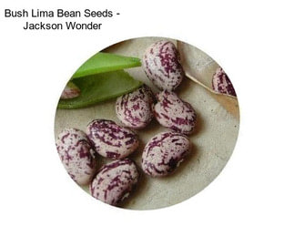 Bush Lima Bean Seeds - Jackson Wonder