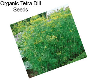 Organic Tetra Dill Seeds