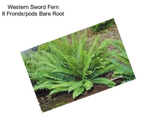 Western Sword Fern 8 Fronds/pods Bare Root