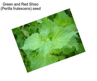Green and Red Shiso (Perilla frutescens) seed