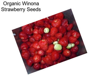 Organic Winona Strawberry Seeds