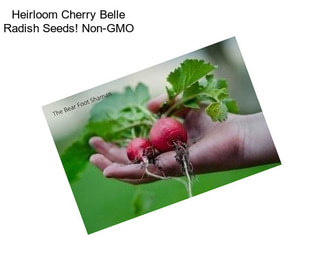 Heirloom Cherry Belle Radish Seeds! Non-GMO