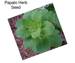 Papalo Herb Seed