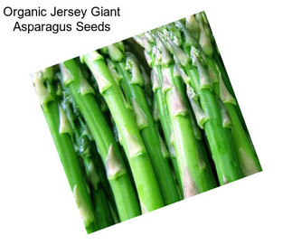 Organic Jersey Giant Asparagus Seeds