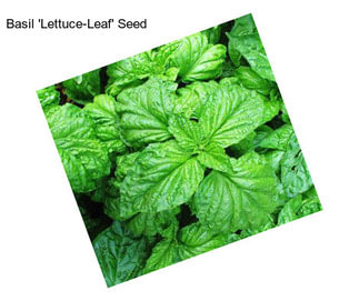 Basil \'Lettuce-Leaf\' Seed