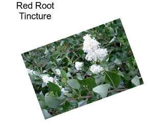 Red Root Tincture