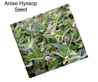 Anise Hyssop Seed