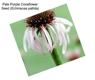 Pale Purple Coneflower Seed (Echinacea pallida)