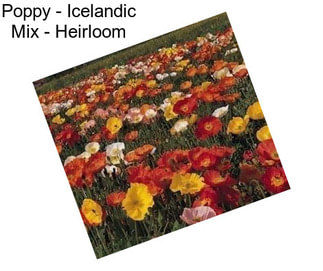 Poppy - Icelandic Mix - Heirloom