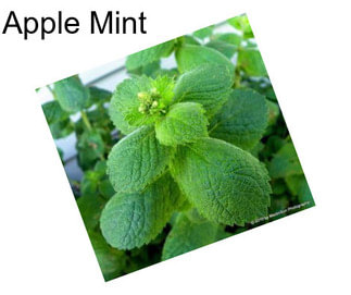 Apple Mint