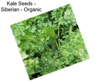 Kale Seeds - Siberian - Organic