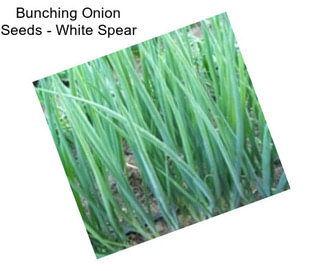 Bunching Onion Seeds - White Spear