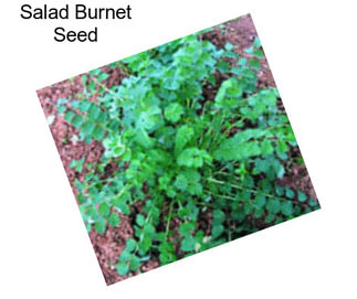 Salad Burnet Seed