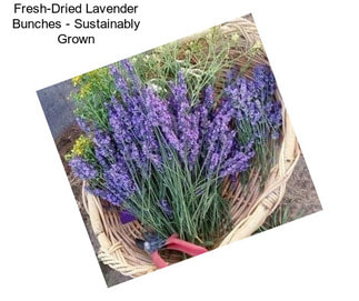 Fresh-Dried Lavender Bunches - Sustainably Grown