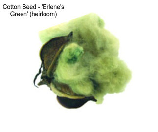 Cotton Seed - \'Erlene\'s Green\' (heirloom)