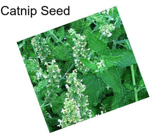 Catnip Seed