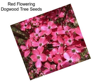 Red Flowering Dogwood Tree Seeds