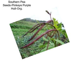 Southern Pea Seeds-Pinkeye Purple Hull-Org.