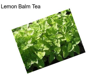 Lemon Balm Tea