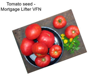 Tomato seed - Mortgage Lifter VFN