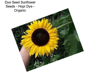 Dye Seed Sunflower Seeds - Hopi Dye - Organic